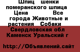 Шпиц - шенки померанского шпица › Цена ­ 20 000 - Все города Животные и растения » Собаки   . Свердловская обл.,Каменск-Уральский г.